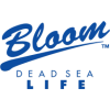 Bloom Dead Sea Life