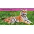 Look and Learn: Big Cats
