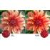 Samsung TV 50 Inch UHD 4K Smart