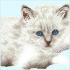 Diamond Dotz - White Cat