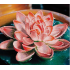 Diamond Dotz - Lotus