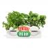 Half Moon Bay: Table Top Vase - Friends Central Perk