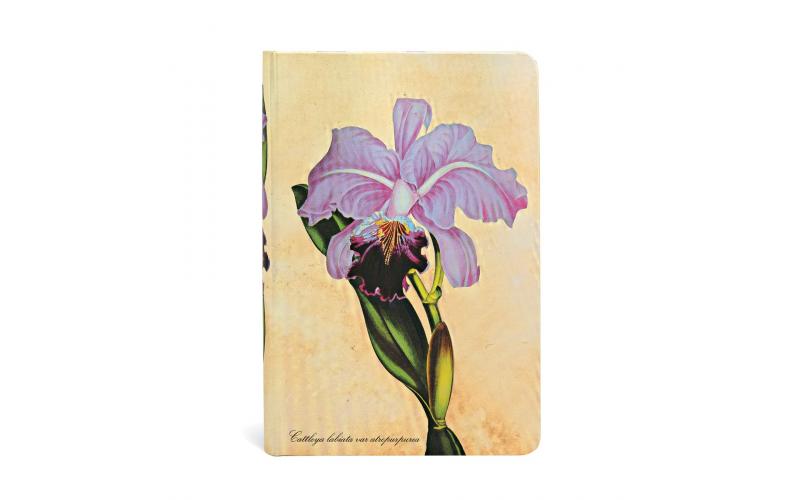 Painted Botanicals